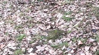 Контролера нора в реале