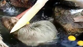 Danger Bird