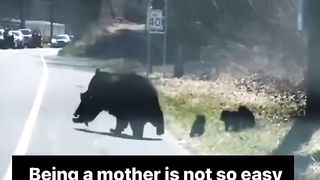 Beware of Bears