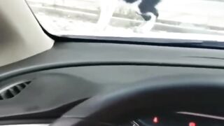 Funny videos Animal