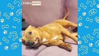 Animais Engraçados