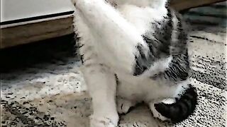 Cute cat
