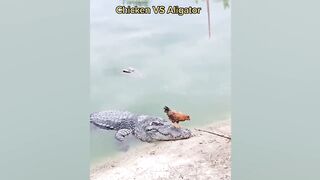 Chicken Trolling - Funny Chicken Videos