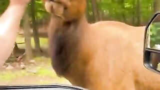 animal funny video !!