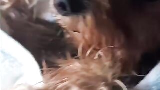 puppy taking a bath