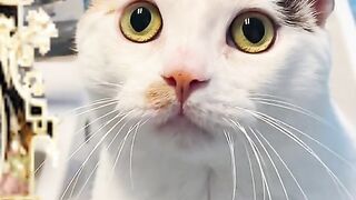 owner talking to his cat