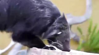 Binturong