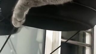 funny cat moments