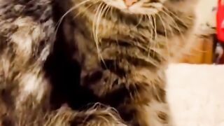 collection of funny cat moments