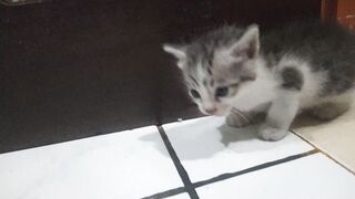 Funy cat