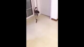 funny cats lol