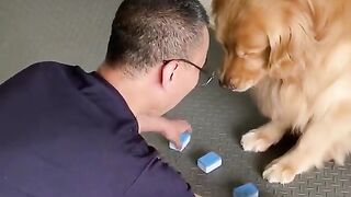 Smart dog