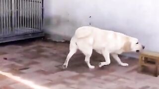 annoying dog - funny