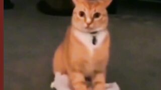 funny cat ????????????????