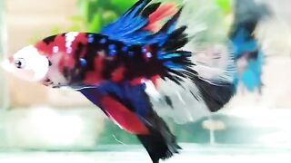 Pair Halfmoon Koi Galaxy 2