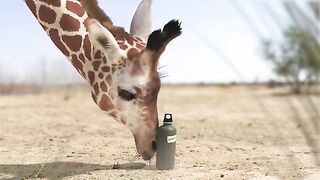 Elephant vs Giraffe Water Fight