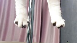 Cat nail cutting