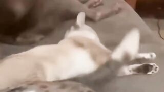 animal comedy