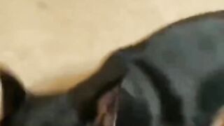 very smart dog