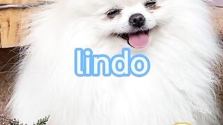 Cão esperto ????????????????
