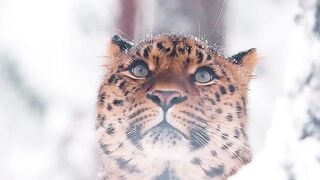 Snow travel