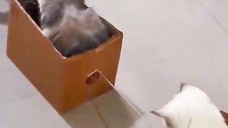 Котики
