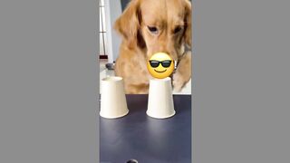 cute funny dogs(tik tok)