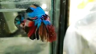 Halfmoon Nemo Koi