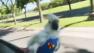 bird in car
