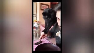 Gatos engraçados...