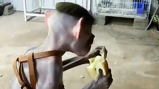 Monyet gaul