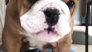 talking dog!