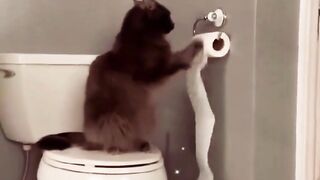 Funny Cat Videos | Meow | Febspot