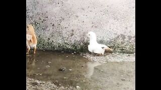 Chicken happy
