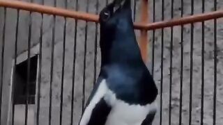 Kacer bird. Voice variations, head swaying like a cobra