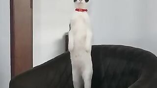 Gato em pé