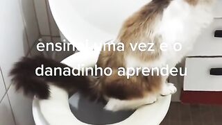 Gato esperto