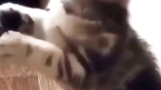 Gato guloso