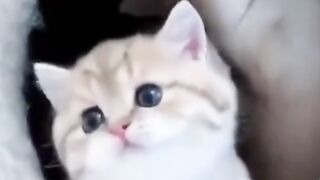 Gato fofo