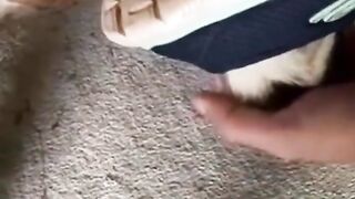 Gato no sapato