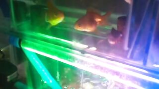 Fish cantik