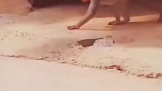 The dog must did something????????