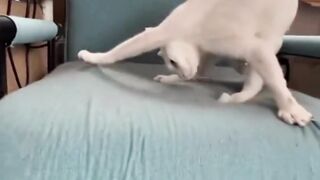 Funny Annimals
