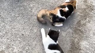 Beautiful cat