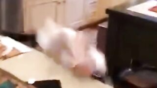Funny Annimals cats dogs