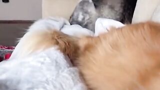 Funny Annimals