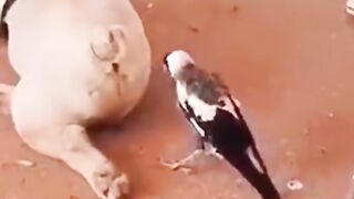 Funny Annimals