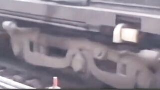 Trem passa em.cima de cachorro