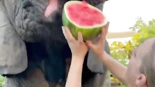 Favorite food