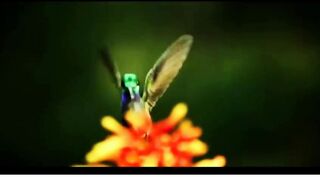 world wild animals special actions